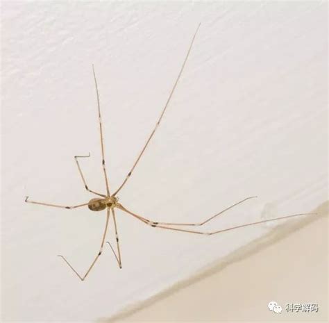 家裡出現的蜘蛛